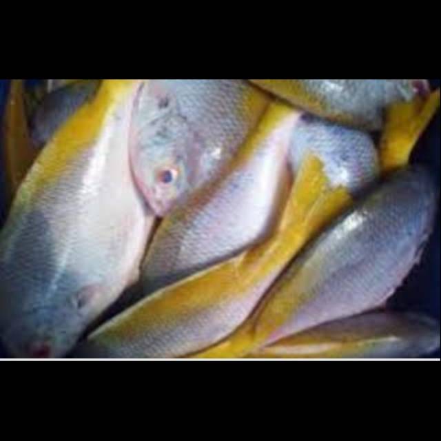 

Ikan ekor kuning