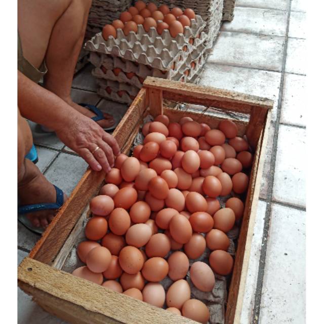 Telur Ayam Negeri fresh dari bogor