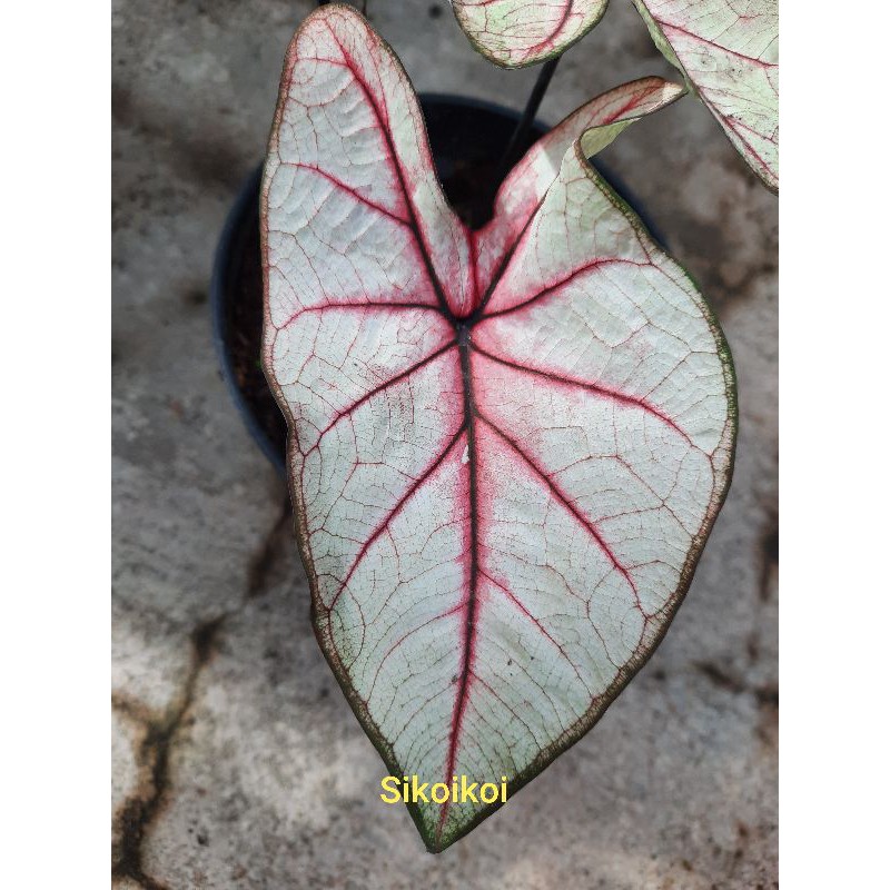 Caladium Keladi Red Bone Besar