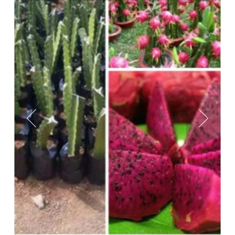 

fresh cutting stek buah naga merah siap tanam