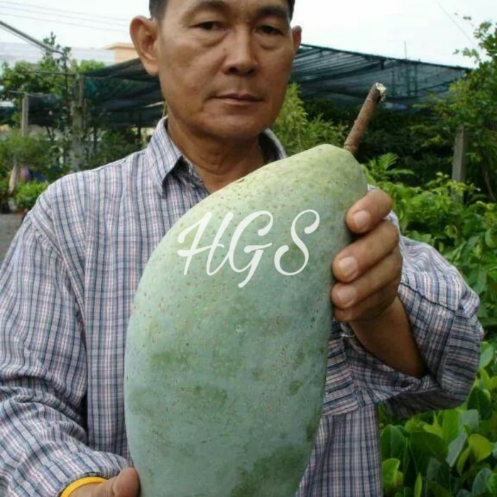 Bibit Tanaman Buah Mangga Mahatir