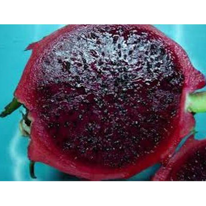 Tanaman Bibit Buah Naga Hitam Cint