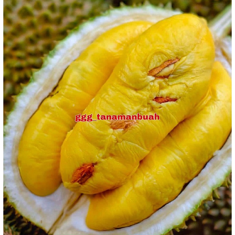 Jual Bibit Durian Musangking Okulasi Unggulan Shopee Indonesia