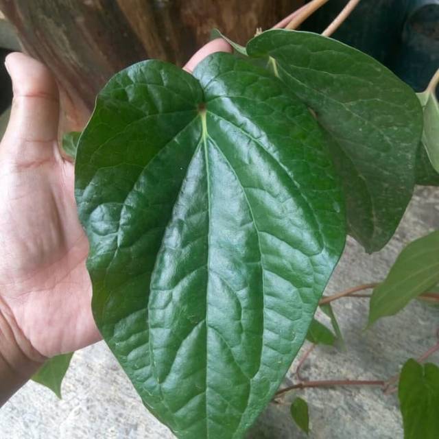 

0bat herbal daun sirih segar