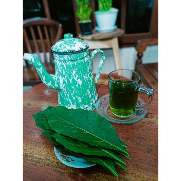 

DAUN AFRIKA SEGAR (Sambung Nyawa)