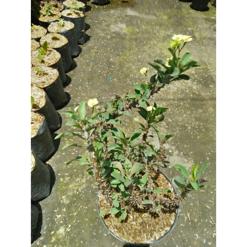 

ephorbia kuning