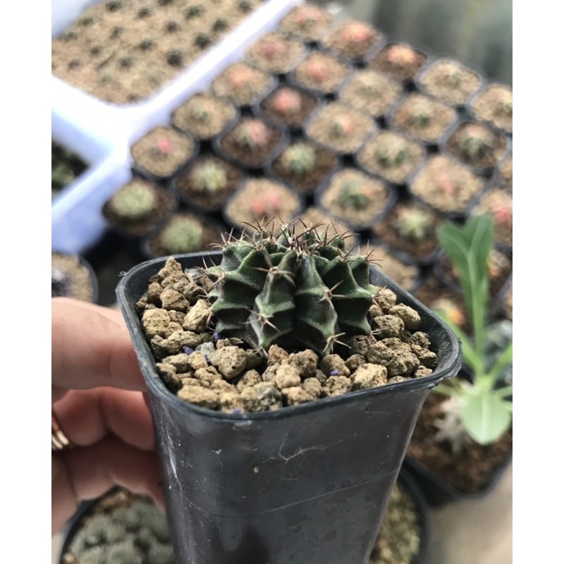 

Cactus Miha hybrid from seeds