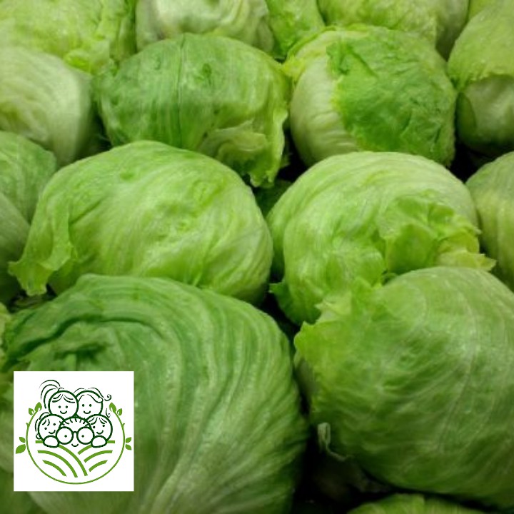 

Sayur Organik Surabaya - Lettuce Iceberg 500 Gram