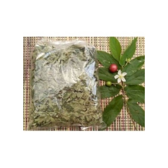 

Daun Karsen Kering Herbal 250 gram Untuk Anti Septik