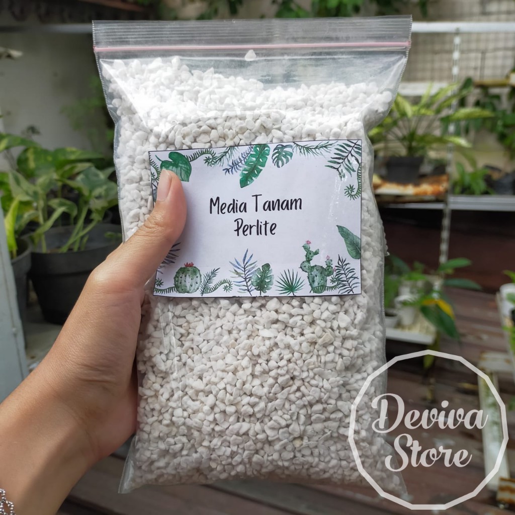 PERLITE UNTUK CAMPURAN MEDIA TANAM MONSTERA PHILODENDRON AGLONEMA DLL