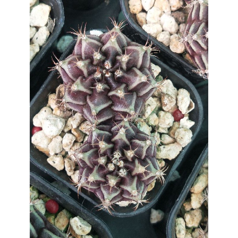 Hybrid Daydream X Rubra