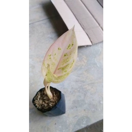 aglonema Denpasar moon