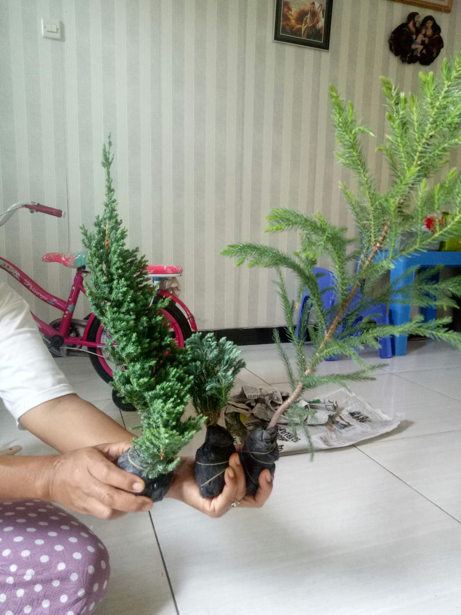 Tanaman Hias Bahan Bonsai Cemara Bajul