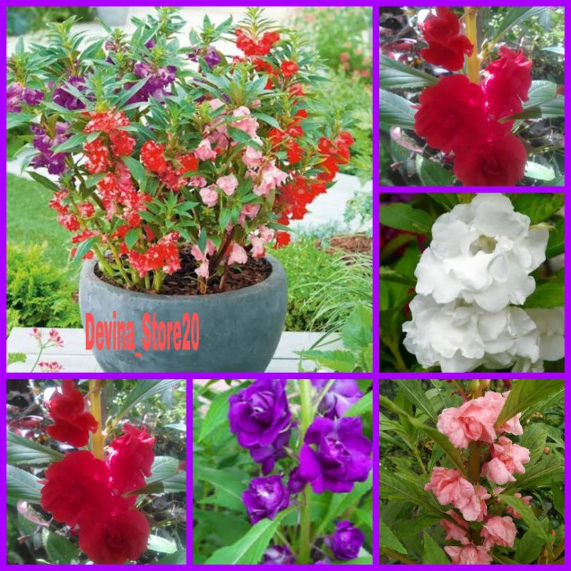 Biji Pacar air tumpuk (mix)