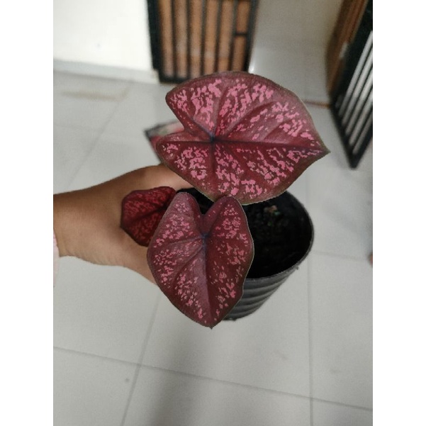 caladium seven luck remaja