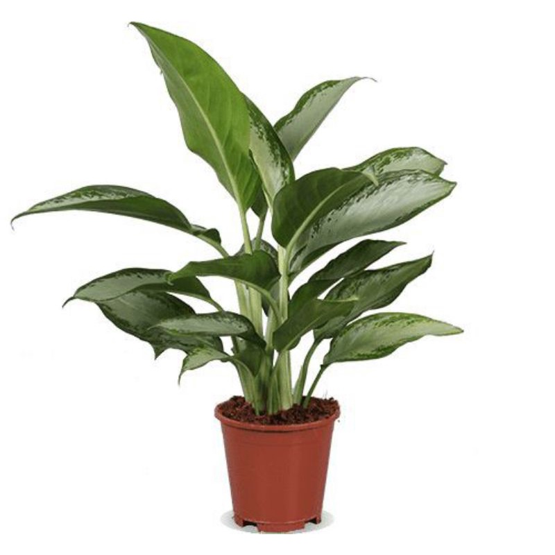 Tanaman hias hidup aglonema silver bay/tanaman hias aglonema/hiasan taman - tanaman hidup - bunga hi