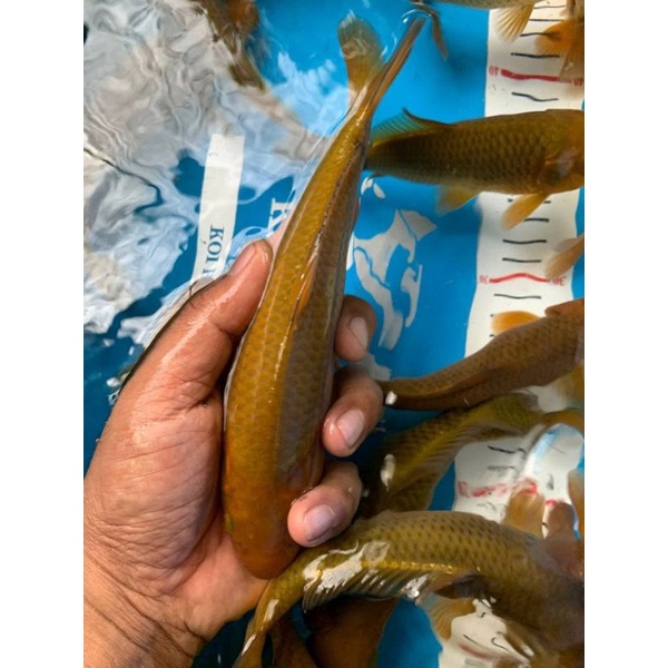 Ikan Koi Chagoi Tembaga size 17-19cm