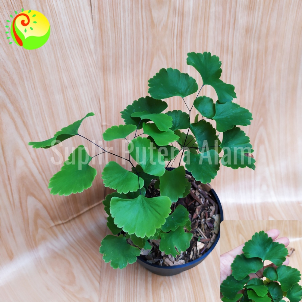 Suplir Kedondong/Adiantum/Fern/Tanaman Paku/ tanaman hias suplir