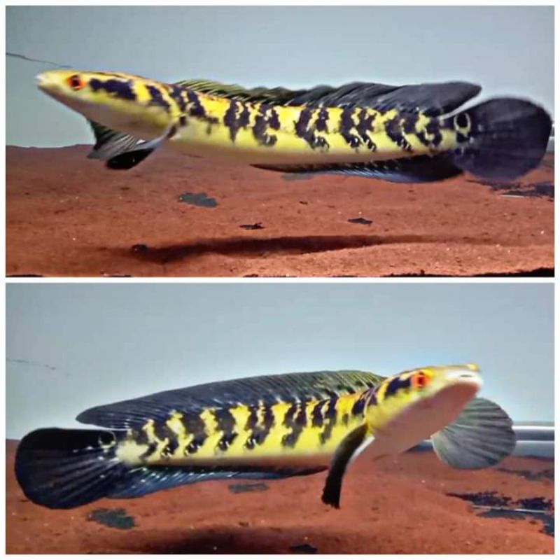 channa ys yellow sentarum 14-17cm mata merah sudah makan pelet chana free packing