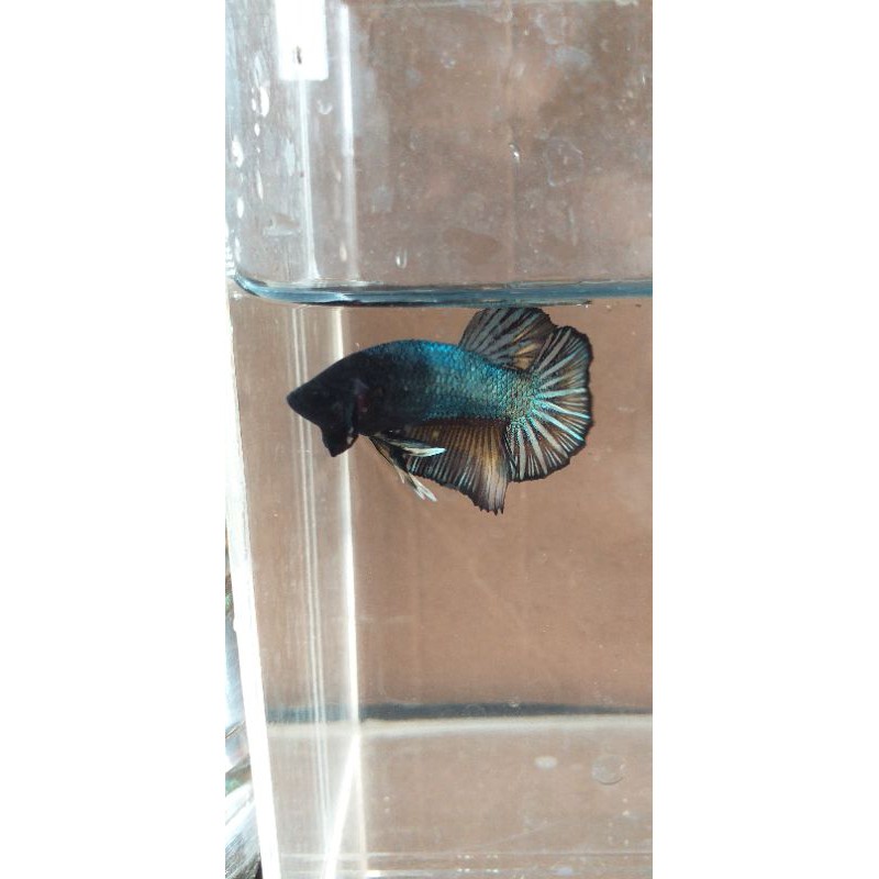 

ikan cupang Hias Black coper