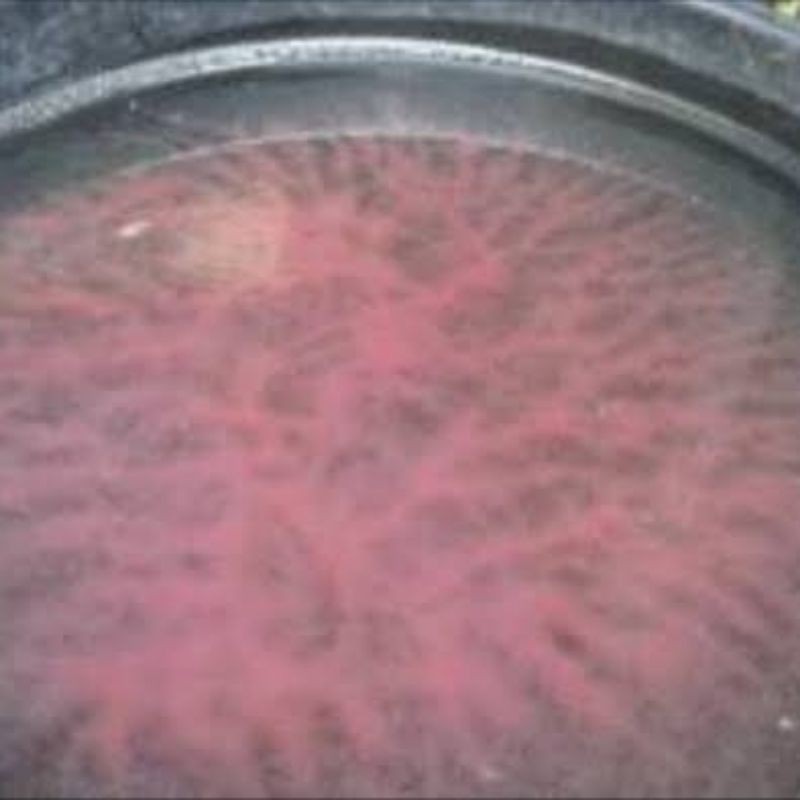 kutu air pakan burayak,cupang,Guppy,molly dll