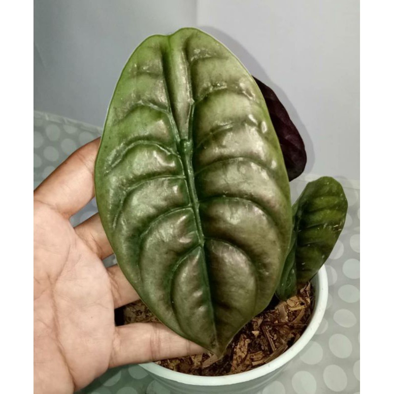 TANAMAN HIAS KELADI TENGKORAK/KELADI HITAM