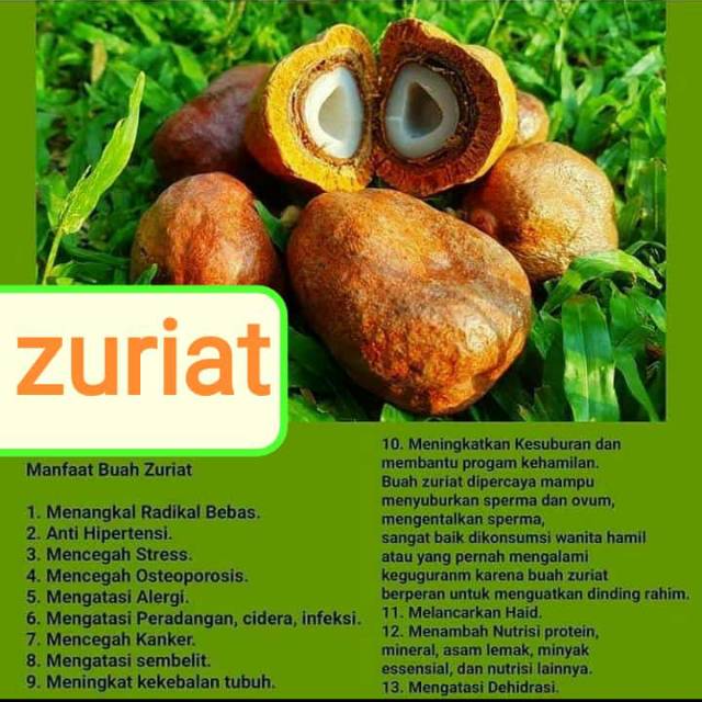 

Buah Zuriat (doum)