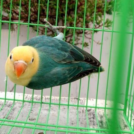 Lovebird Biola Pb | Burung Lovebird Paud