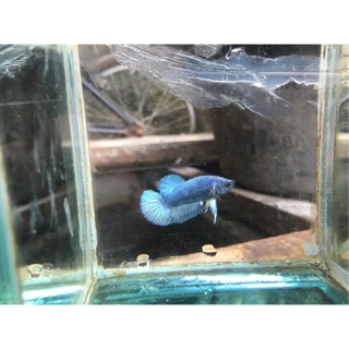 ikan cupang hias bahan blue rim | shopee indonesia