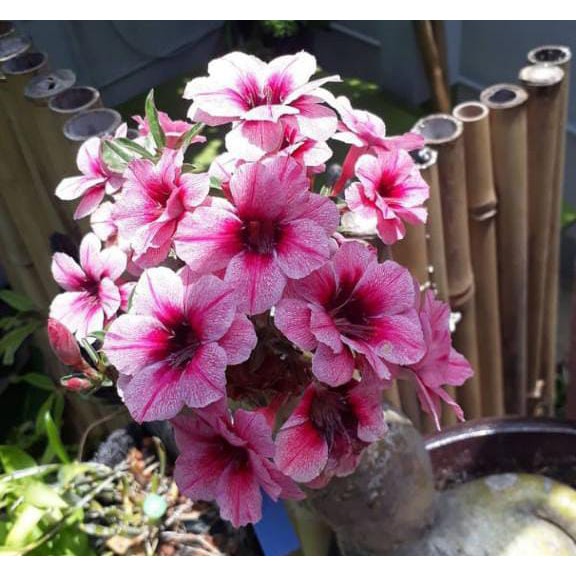 

ADENIUM JEPANG PAKET 7 FA