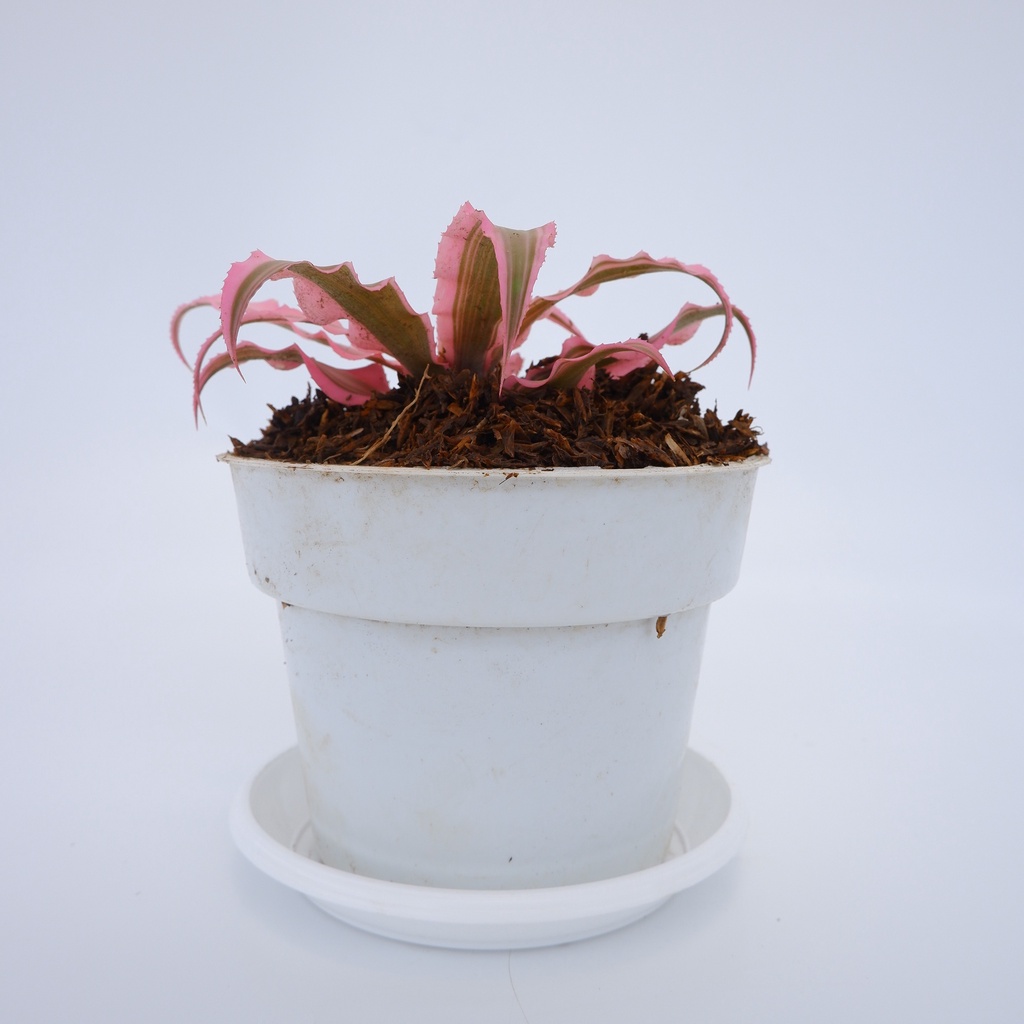 Cryptanthus Pink - Kriptantus Pink - Tanaman Hias