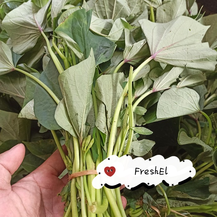 

FreshEl - DAUN UBI 1 IKAT