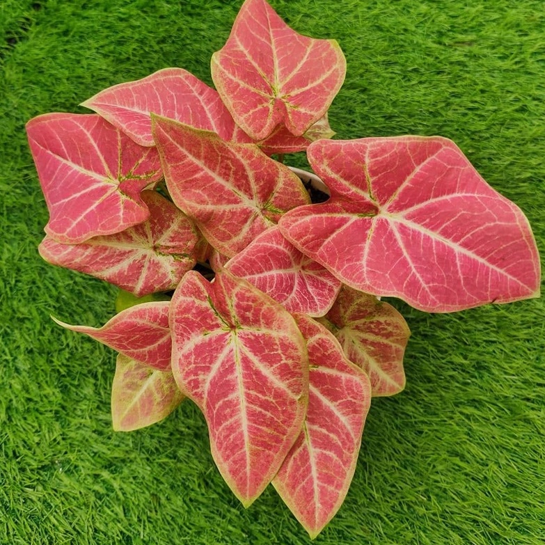 Keladi Pink Bertuah Keladi Hias Caladium Tanaman Hias Keladi Tanaman Keladi Hidup Tanaman Hias Murah