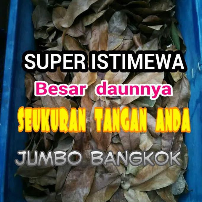 

Daun Sirsak Bangkok Jumbo Kering Bersih. Pilihan semua UKURAN setangan