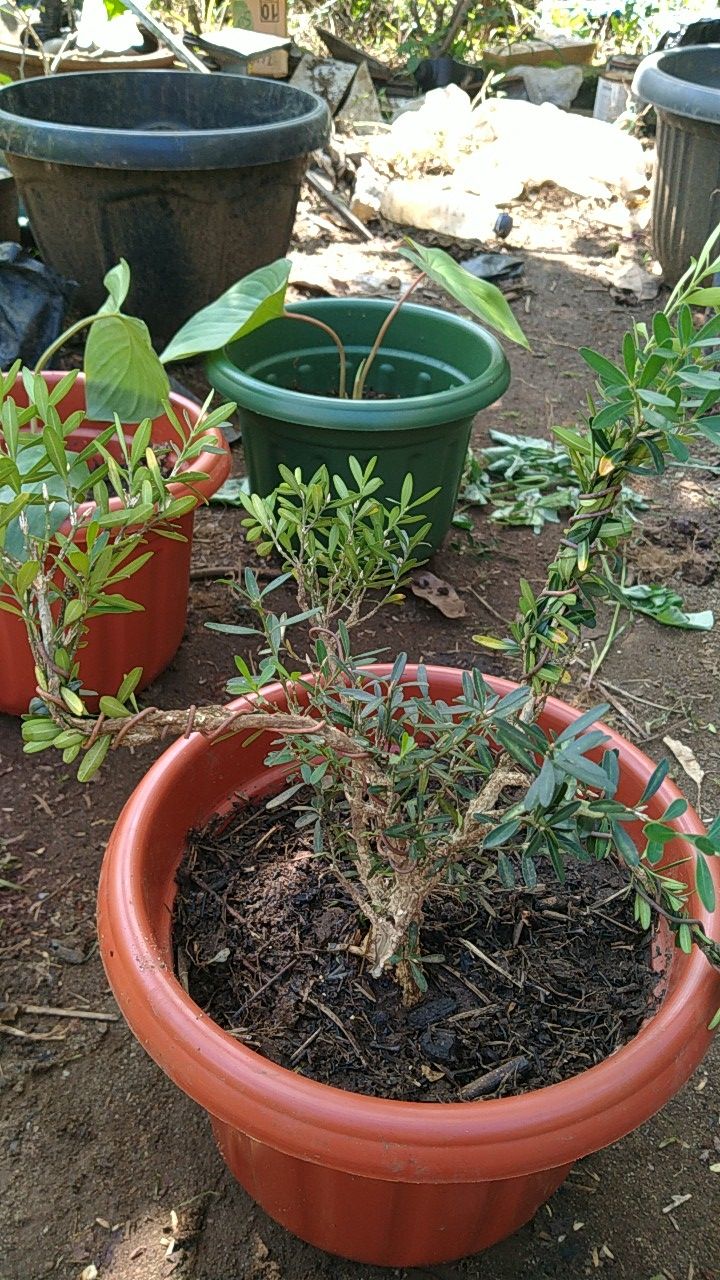 Bonsai Boxus / Bahan Bonsai Berkualitas / Bonsai Mame