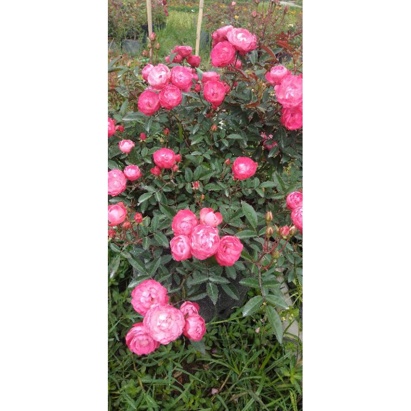 BABY ROSE MAWAR MINI