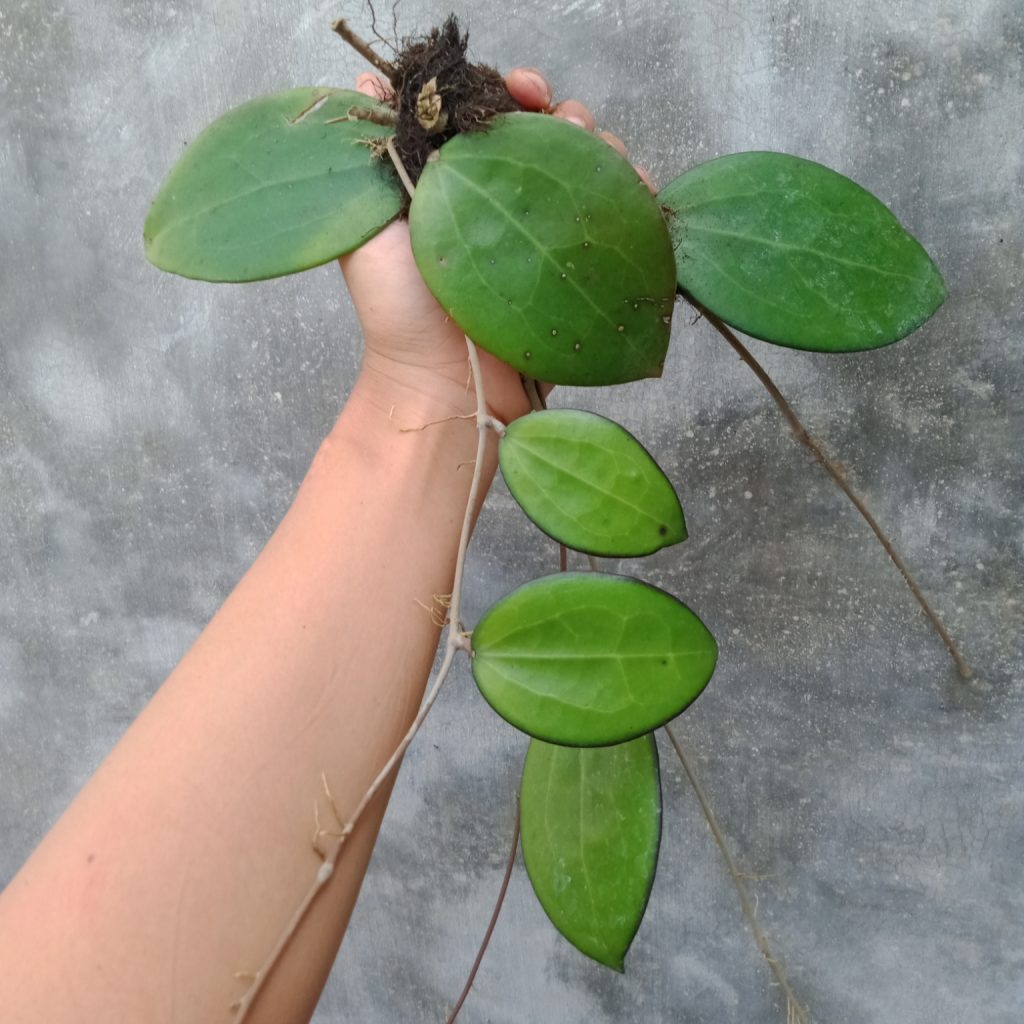 Hoya merah (Hoya carnosa) merambat - Tanaman Hias Hoya SP Bunga merah