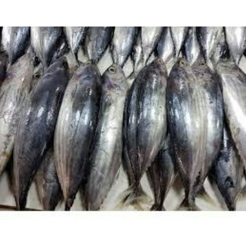 

ikan cangkalang segar/1kg