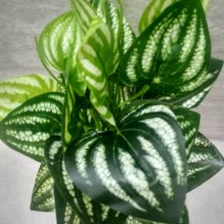 Set Pot Tanaman Hias Aglonema Strip Putih Artifisial Set Pot Tanaman Hias Aglonema Strip Putih Artifisial