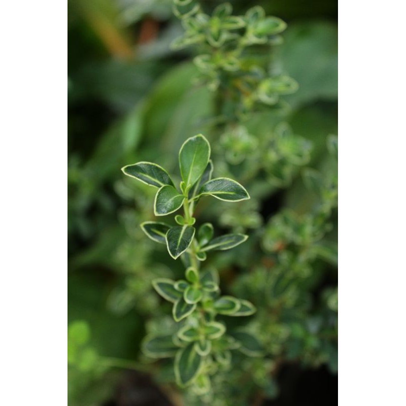 Bahan/ Bibit bonsai mirten/ bahan bonsai mirten/ mirten