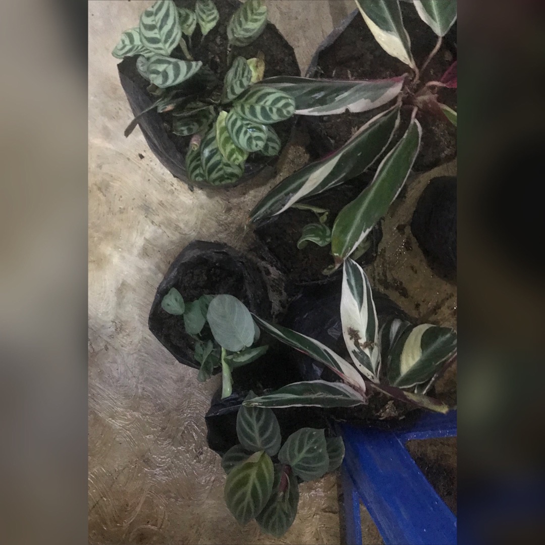 Calathea Levonero /kalatea Bibit Tanaman Hias Bunga