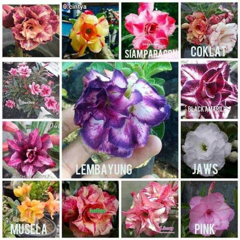

ADENIUM MURAH TRIPLE COLOUR WARNA TERBARU