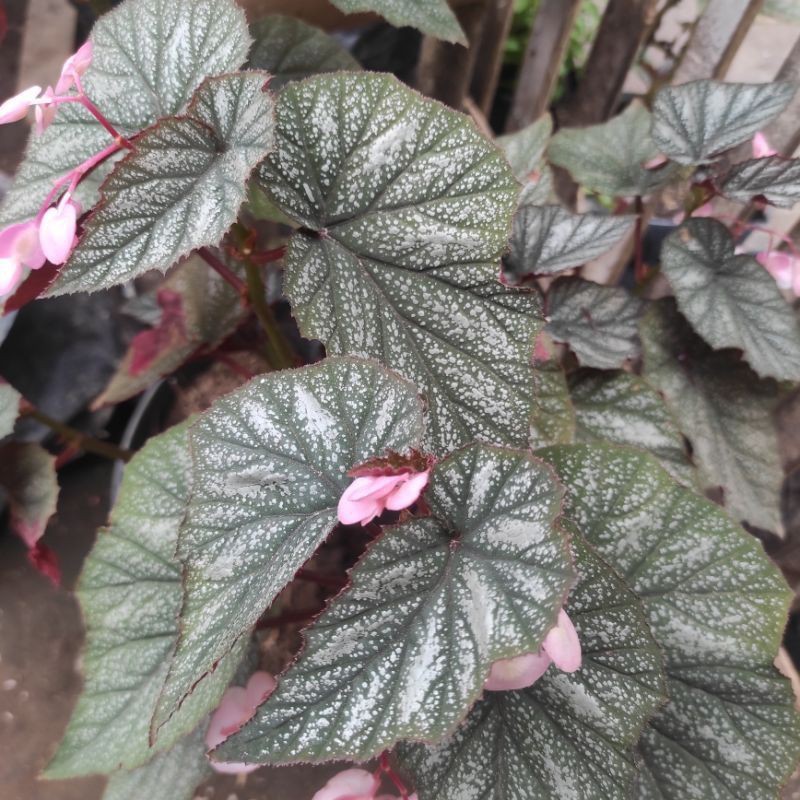 BEGONIA# Begonia silver wings