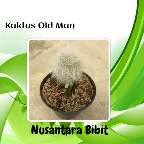 Bibit Kaktus Old Man