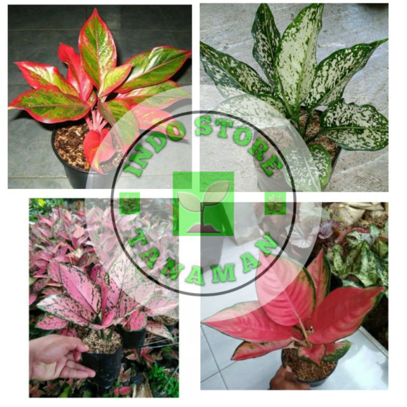 PROMOSI 4 PAKETAN AGLONEMA LIPSTIK,SNOW WHITE, LADY VALENTINE,KOCIN PINK