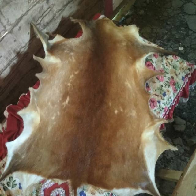 Kulit KijangKidang RusaLangka Asli Murah