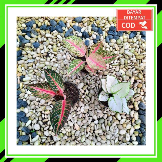 [✅COD] PAKET AGLONEMA - 3 POHON / BUNGA AGLONEMA MURAH PAKET / TANAMAN HIAS AGLONEMA MURAH