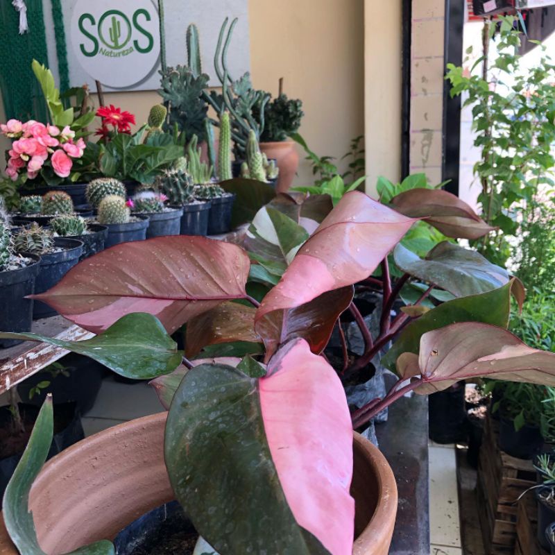 Tanaman Hias Philodendron pink princes termurahh Bibit Bonggol beli 5 gratis 1