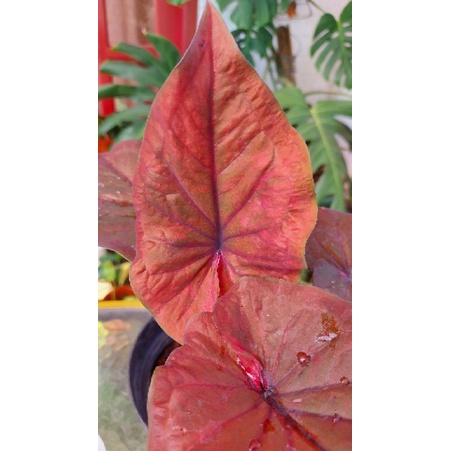 Caladium Thailand