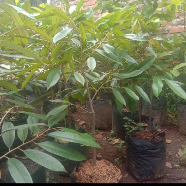 Pohon durian musang king - bibit pohon durian musang king